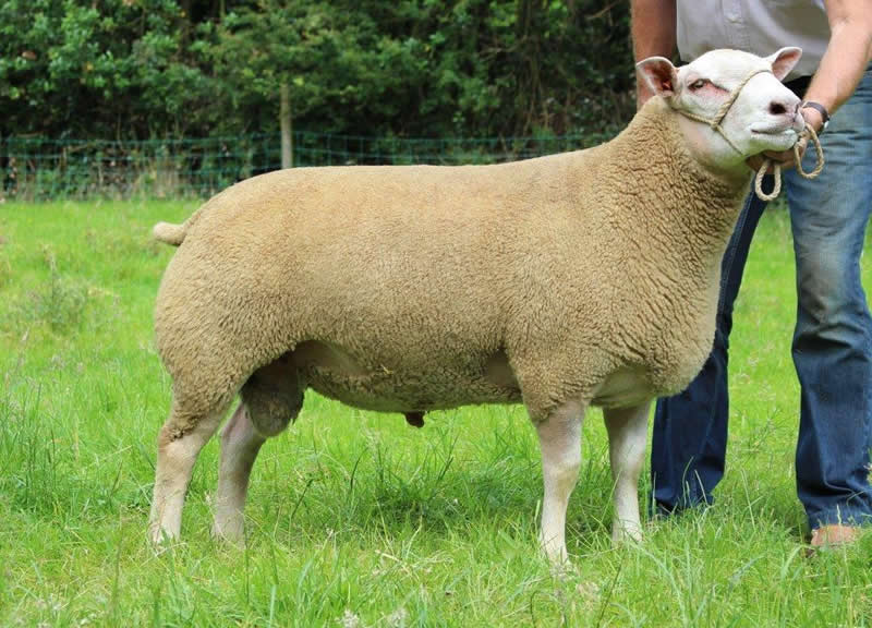 Edstaston Night Hawk Edstaston Night Hawk